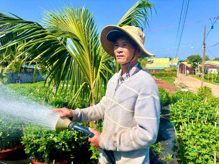 Người trồng hoa cúc Đắk Lắk phấn khởi vì được mùa, trúng giá dịp Tết- Ảnh 1.