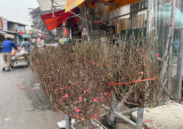 Lan, đào khoe sắc, người dân Hà Nội háo hức mang Tết sớm về nhà- Ảnh 3.