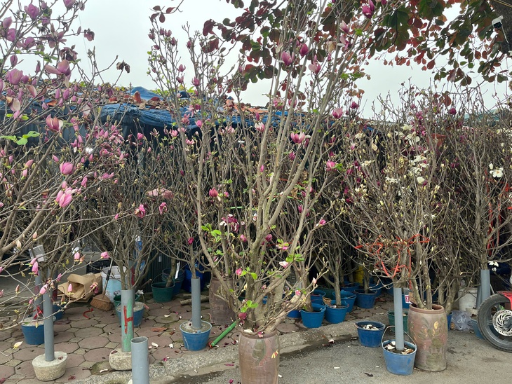 Lan, đào khoe sắc, người dân Hà Nội háo hức mang Tết sớm về nhà- Ảnh 13.