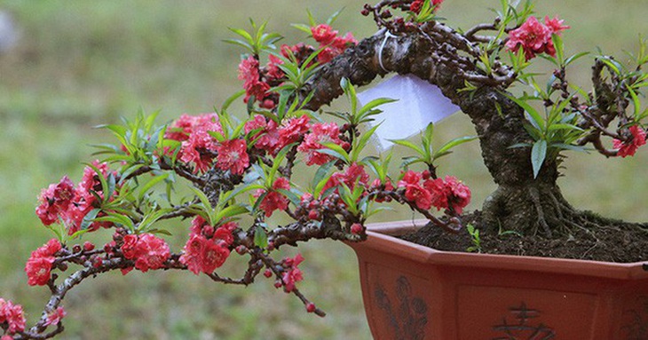 Nên chọn đào chậu hay đào chặt cành chơi Tết, lời khuyên từ chuyên gia- Ảnh 2.