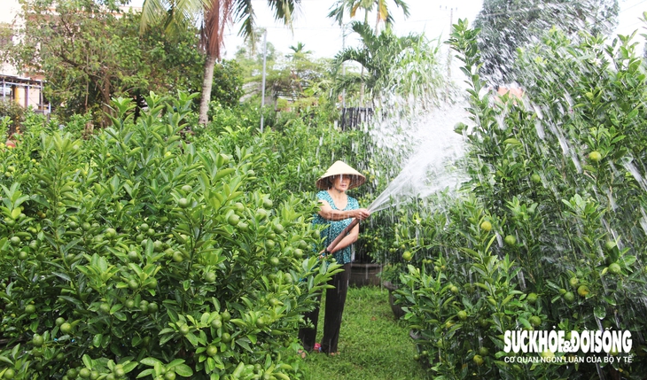 Vào giai đoạn 'nước rút', thủ phủ quất cảnh Đà Nẵng rực sắc vàng chờ ngày xuất bán- Ảnh 1.