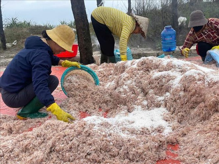 Trúng đậm mùa ruốc, ngư dân Quảng Trị thu về cả triệu đồng- Ảnh 1.