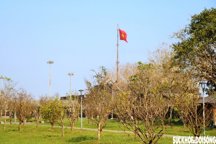 Ngắm mai vàng khoe sắc rực rỡ trong Kinh thành Huế- Ảnh 1.