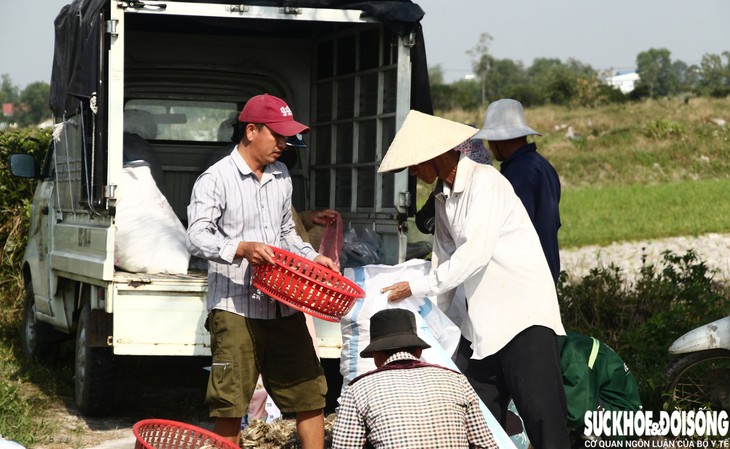 Giáp Tết, kiệu được giá, nông dân Đà Nẵng phấn khởi thu hoạch- Ảnh 1.