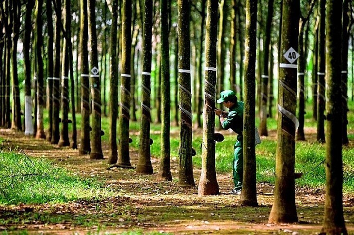Cổ phiếu PHR được khuyến nghị mua- Ảnh 1.