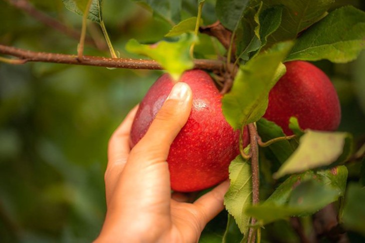 Nghệ thuật thưởng thức táo Pháp: ăn sống, nấu ăn, làm bánh và pha chế- Ảnh 1.