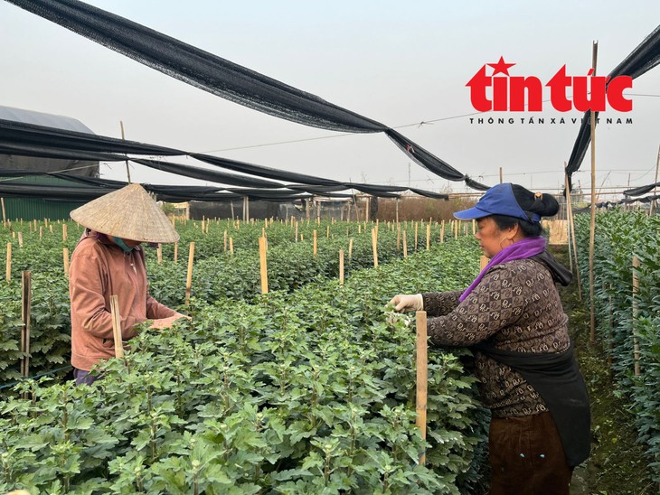 Giá hoa Tết Bính Ngọ có xu hướng tăng- Ảnh 2.