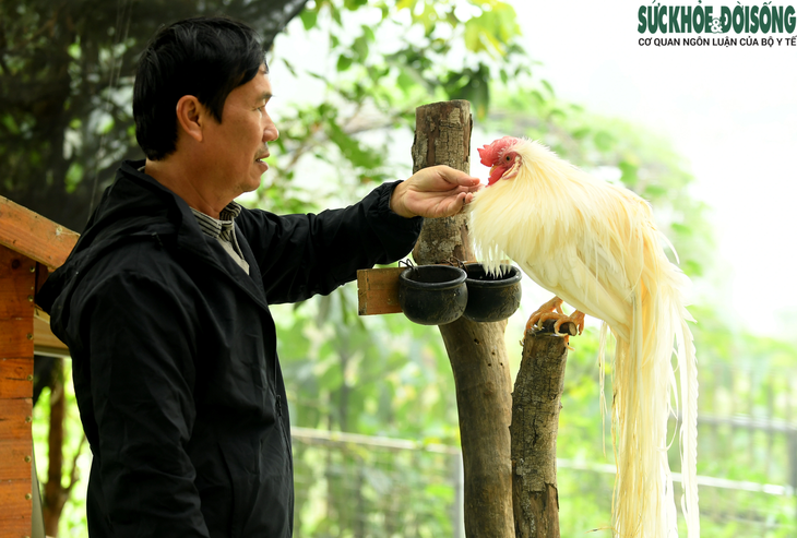 Người đàn ông U60 và bộ sưu tập những giống gà 'nhất thế giới'- Ảnh 15.