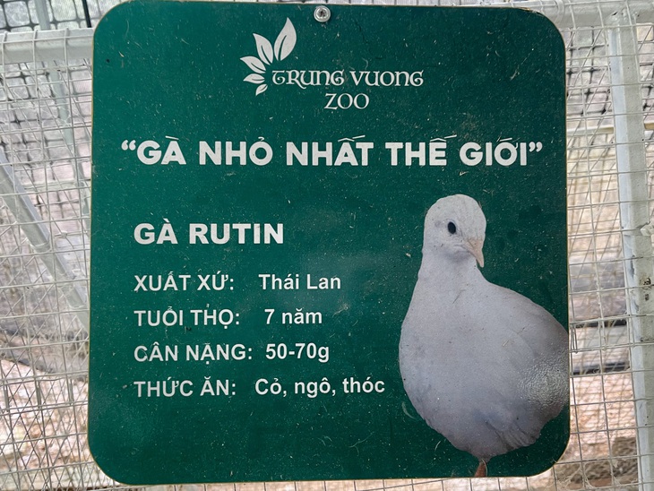 Người đàn ông U60 và bộ sưu tập những giống gà 'nhất thế giới'- Ảnh 8.