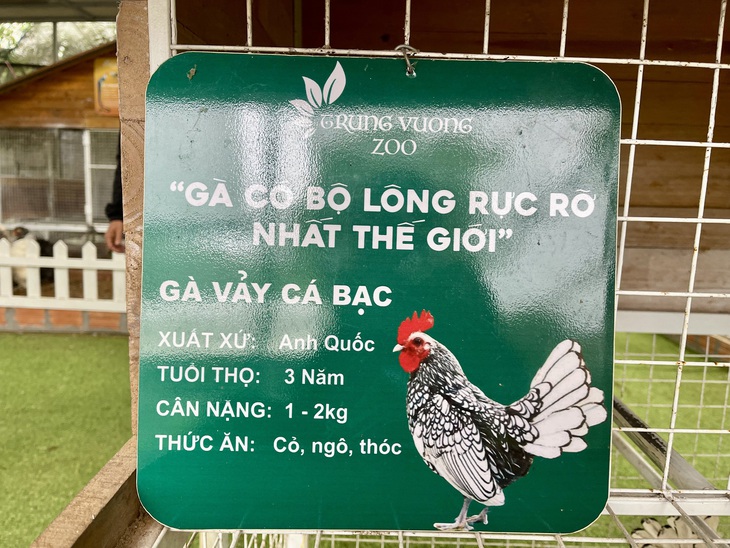 Người đàn ông U60 và bộ sưu tập những giống gà 'nhất thế giới'- Ảnh 12.