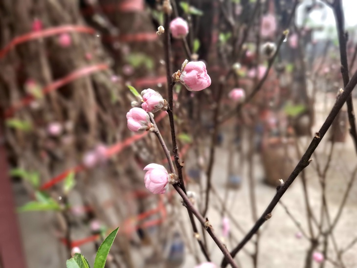 Đào rừng xuống phố, 'lộc núi' tiền triệu hút người chơi Tết- Ảnh 1. Đào rừng xuống phố, 'lộc núi' tiền triệu hút người chơi Tết- Ảnh 1.
