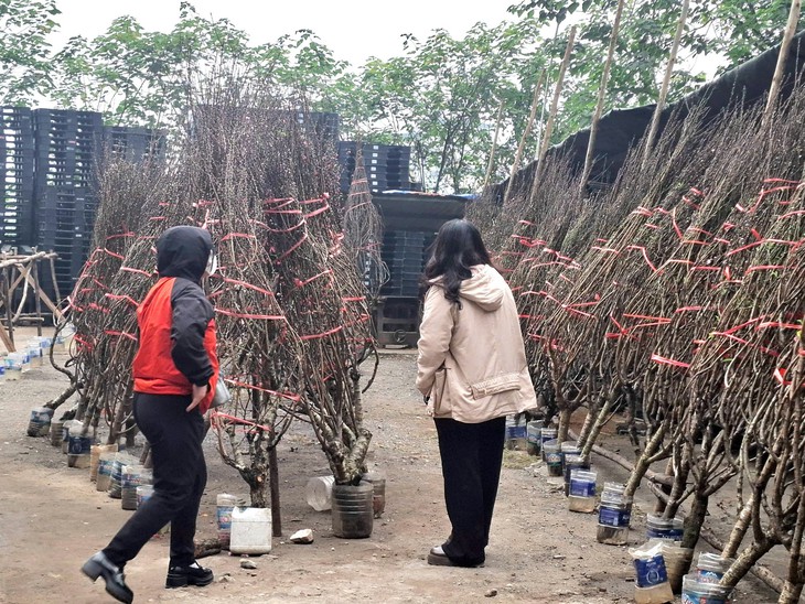 Đào rừng xuống phố, 'lộc núi' tiền triệu hút người chơi Tết- Ảnh 2. Đào rừng xuống phố, 'lộc núi' tiền triệu hút người chơi Tết- Ảnh 2.