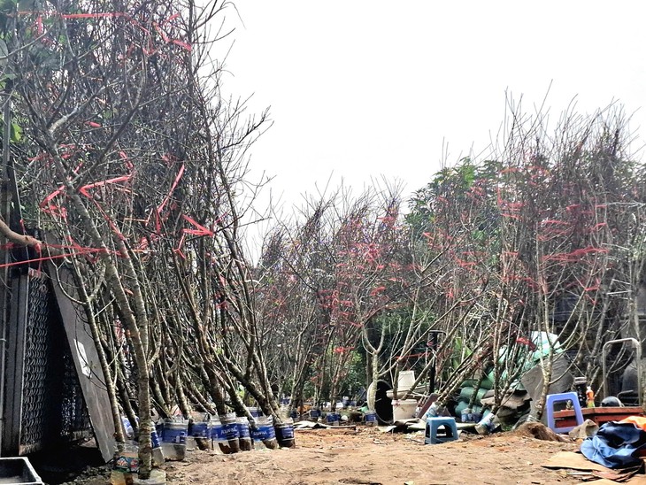 Đào rừng xuống phố, 'lộc núi' tiền triệu hút người chơi Tết- Ảnh 4. Đào rừng xuống phố, 'lộc núi' tiền triệu hút người chơi Tết- Ảnh 4.