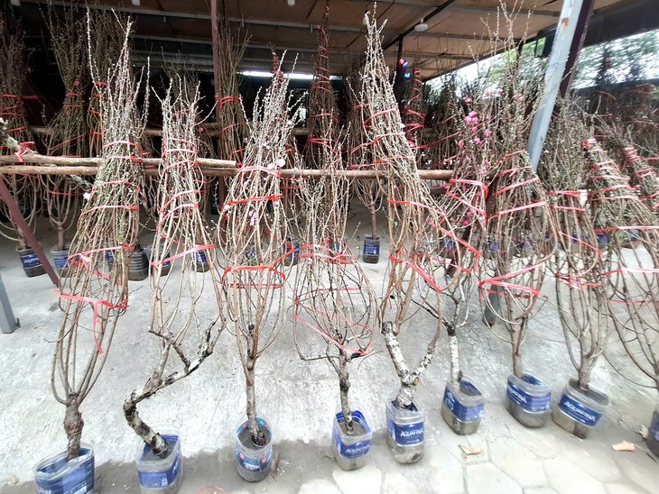 Đào rừng xuống phố, 'lộc núi' tiền triệu hút người chơi Tết- Ảnh 3. Đào rừng xuống phố, 'lộc núi' tiền triệu hút người chơi Tết- Ảnh 3.