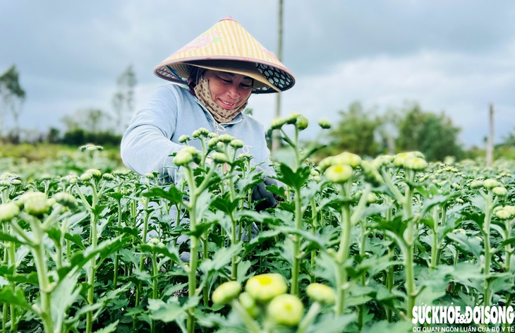 Làng hoa Đà Nẵng hồi sinh sau lũ lịch sử, rực rỡ sắc xuân - Ảnh 1.