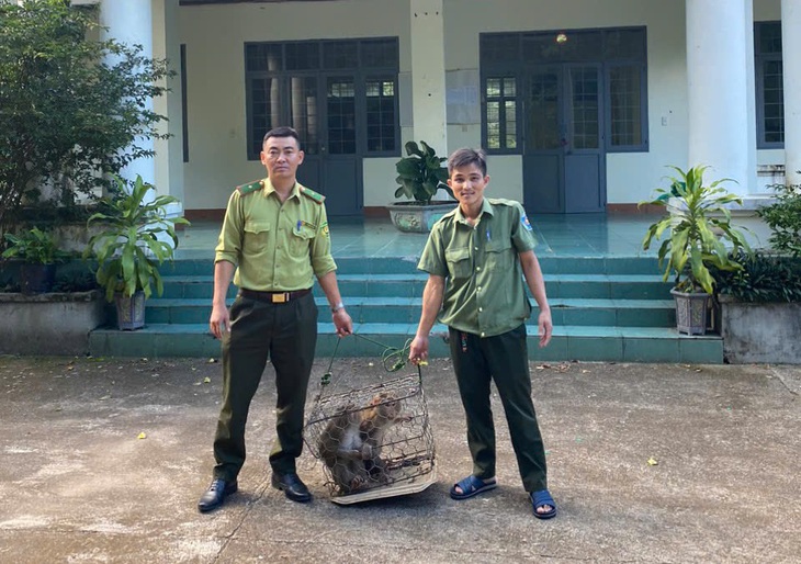 Cận cảnh các loài động vật quý hiếm mới được thả về đại ngàn Quảng Ngãi- Ảnh 7.