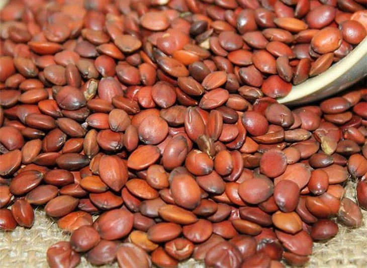 Toan táo nhân – vị thuốc an thần, dưỡng tâm, hỗ trợ điều trị mất ngủ- Ảnh 1.