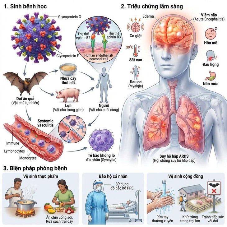 Virus Nipah - cơ chế gây bệnh và các biện pháp phòng ngừa- Ảnh 2. Virus Nipah - cơ chế gây bệnh và các biện pháp phòng ngừa- Ảnh 2.