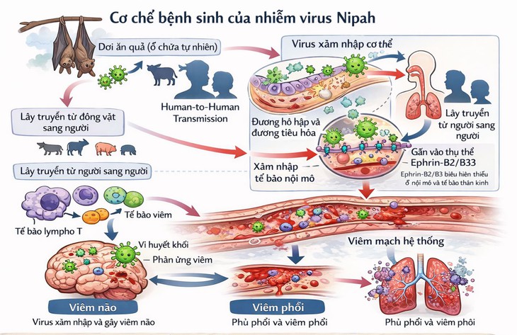 Virus Nipah - cơ chế gây bệnh và các biện pháp phòng ngừa- Ảnh 1. Virus Nipah - cơ chế gây bệnh và các biện pháp phòng ngừa- Ảnh 1.