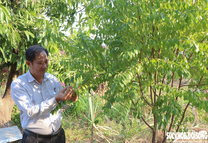 Trồng dược liệu dưới tán cây lâu năm mang lại sinh kế bền vững cho người dân- Ảnh 2. Trồng dược liệu dưới tán cây lâu năm mang lại sinh kế bền vững cho người dân- Ảnh 2.
