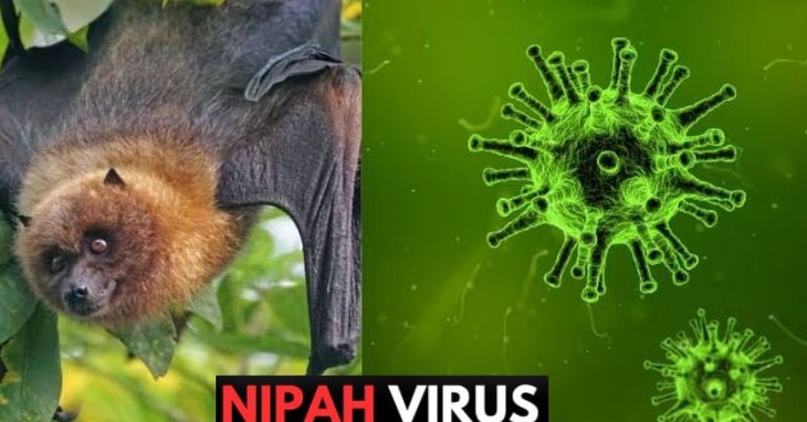 Bộ Y tế yêu cầu sẵn sàng đáp ứng các sự cố lây truyền bệnh 
của virus Nipah có thể xảy ra do thực phẩm- Ảnh 1.