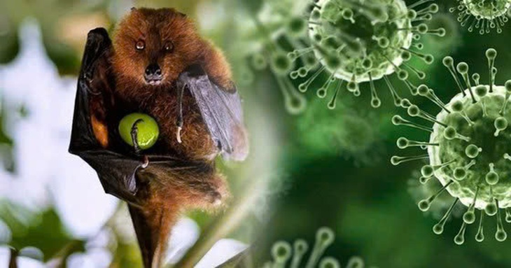 Chuyên gia lý giải nguyên nhân virus Nipah có tỷ lệ tử vong cao- Ảnh 1.
Chuyên gia lý giải nguyên nhân virus Nipah có tỷ lệ tử vong cao- Ảnh 1.