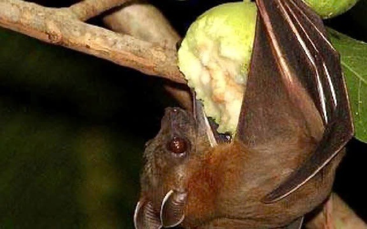 Chuyên gia lý giải nguyên nhân virus Nipah có tỷ lệ tử vong cao