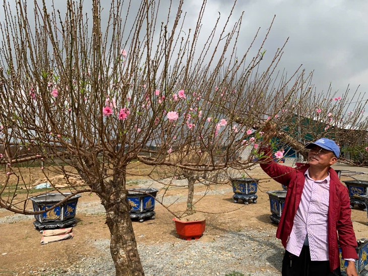 Đào thế lạ, bưởi 'khủng' rộn ràng xuống phố đón Tết- Ảnh 6.