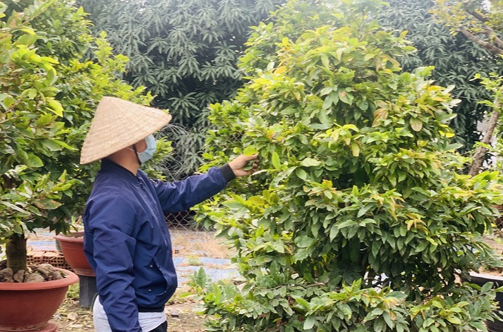 Thị trường mai Tết TP Hồ Chí Minh 'nín thở' chờ sức mua tăng- Ảnh 1.