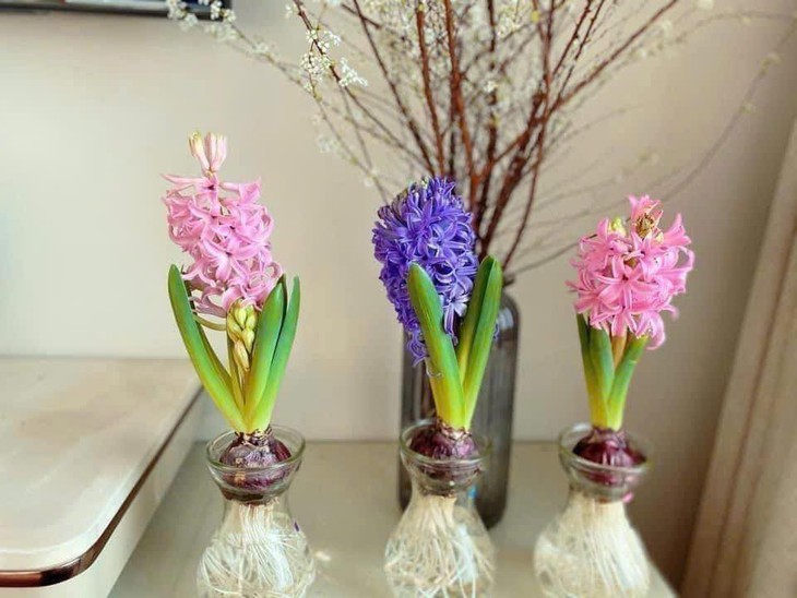 Chơi hoa theo trend, thú vui mới của nhiều chị em đón Tết- Ảnh 3. Chơi hoa theo trend, thú vui mới của nhiều chị em đón Tết- Ảnh 3.