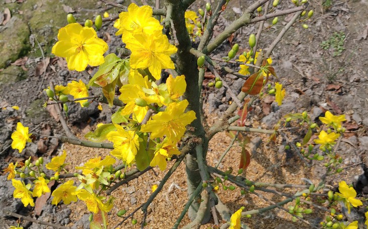 Măng vầu vào mùa, giá cao nhưng vẫn ‘đắt khách’- Ảnh 6.