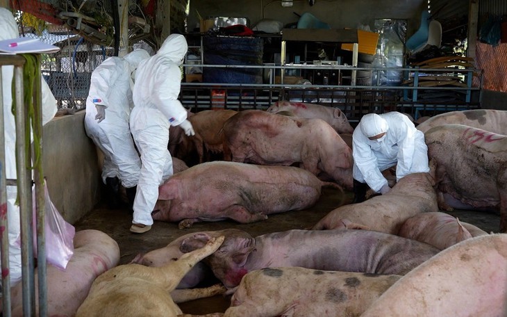Giám sát chặt virus Nipah tại các cơ sở chăn nuôi lợn có nhiều dơi ăn quả
