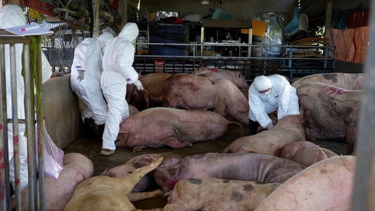 Giám sát chặt virus Nipah tại các cơ sở chăn nuôi lợn có nhiều dơi ăn quả- Ảnh 1.