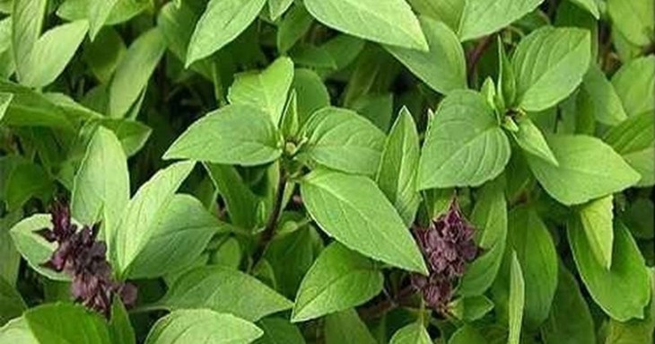 Bài thuốc chữa bệnh từ rau húng quế- Ảnh 1. Bài thuốc chữa bệnh từ rau húng quế- Ảnh 1.