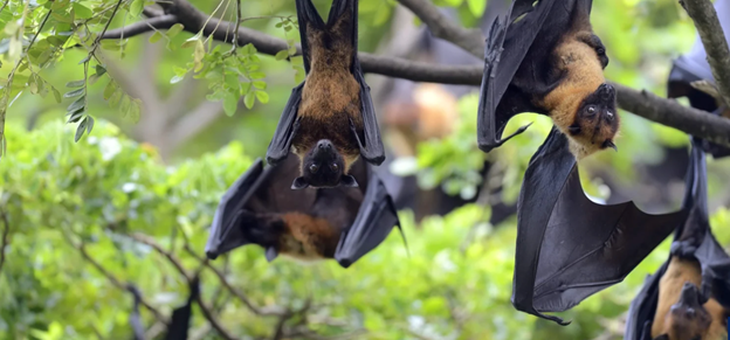 Vì sao virus Nipah khó có thể gây đại dịch nhưng cần giám sát chặt chẽ?- Ảnh 1. Vì sao virus Nipah khó có thể gây đại dịch nhưng cần giám sát chặt chẽ?- Ảnh 1.