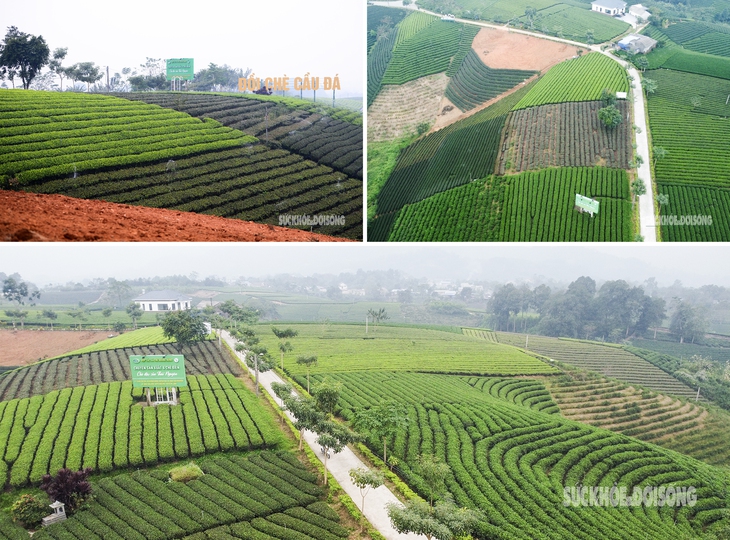Lạc giữa 'biển chè bát úp' dưới chân Tam Đảo- Ảnh 1. Lạc giữa 'biển chè bát úp' dưới chân Tam Đảo- Ảnh 1.
