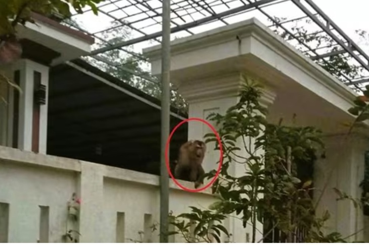 Video khỉ đuôi lợn vào nhà dân tấn công khiến người phụ nữ bị khâu 15 mũi- Ảnh 1.