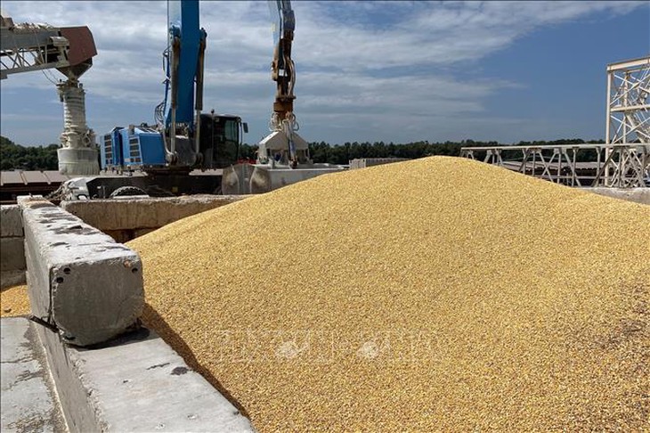 Thị trường nông sản tiếp tục chu kỳ giảm giá- Ảnh 2.
