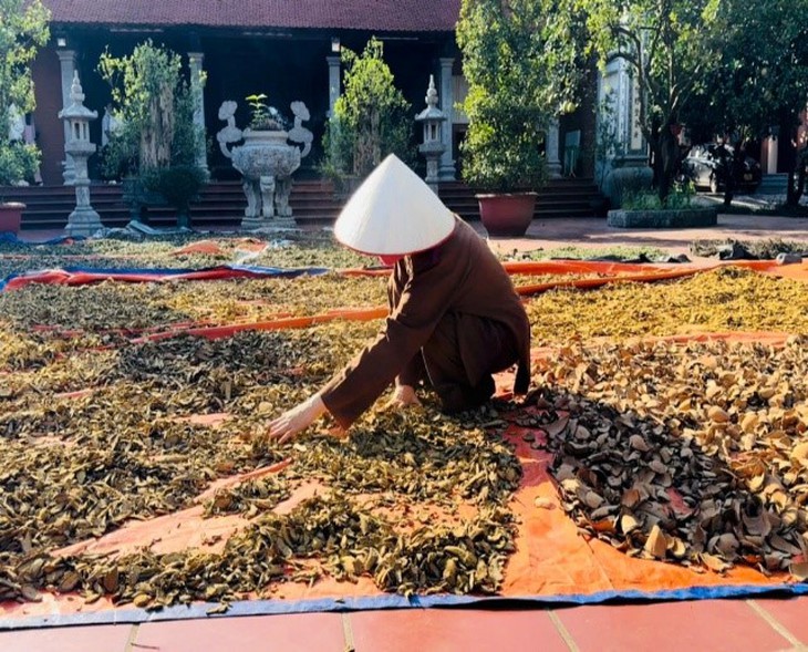 Sư cô Thích Đàm Thái - Ngọn đèn sáng trong y học cổ truyền dân tộc- Ảnh 1.