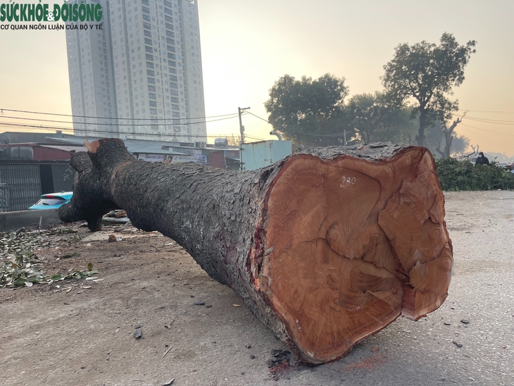 Tại sao cần chặt hạ loạt cây xà cừ cổ thụ trên đường 70?- Ảnh 6.