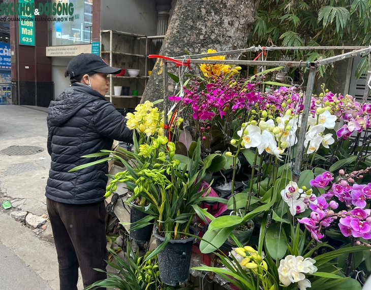 Hoa Tết xuống phố sớm, quất cảnh đã 'lên kệ'- Ảnh 3. Hoa Tết xuống phố sớm, quất cảnh đã 'lên kệ'- Ảnh 3.