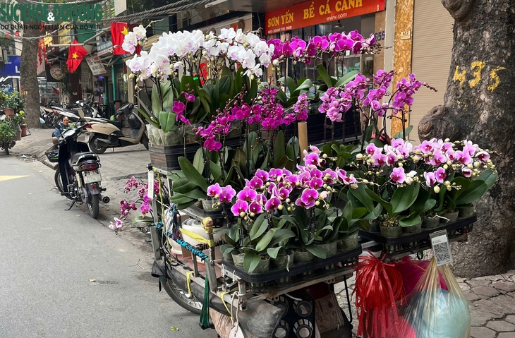Hoa Tết xuống phố sớm, quất cảnh đã 'lên kệ'- Ảnh 4. Hoa Tết xuống phố sớm, quất cảnh đã 'lên kệ'- Ảnh 4.