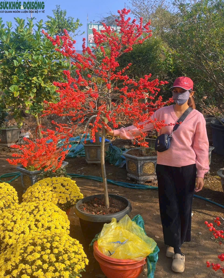 Hoa Tết xuống phố sớm, quất cảnh đã 'lên kệ'- Ảnh 6. Hoa Tết xuống phố sớm, quất cảnh đã 'lên kệ'- Ảnh 6.
