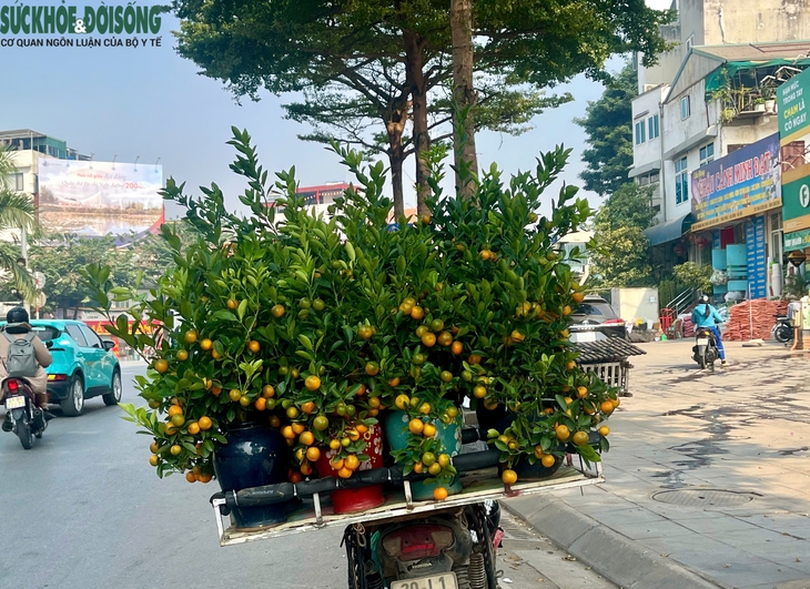 Hoa Tết xuống phố sớm, quất cảnh đã 'lên kệ'- Ảnh 7. Hoa Tết xuống phố sớm, quất cảnh đã 'lên kệ'- Ảnh 7.