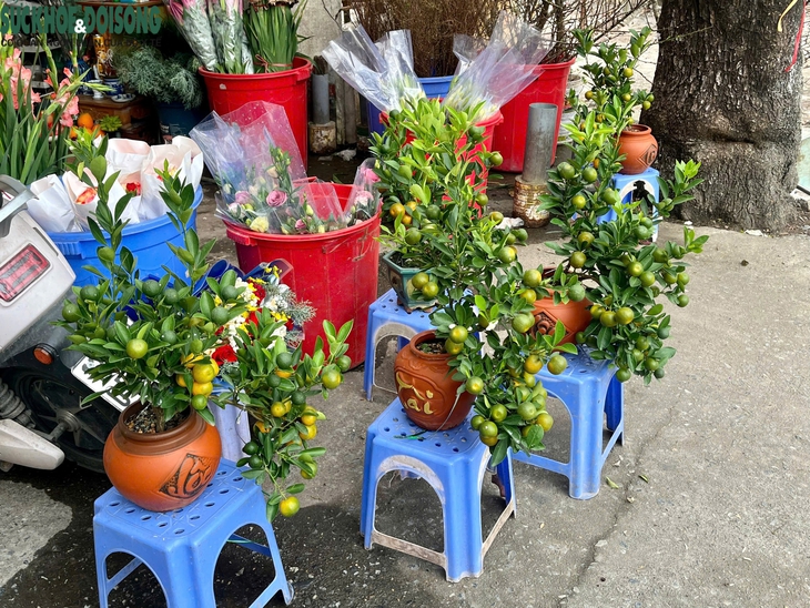 Hoa Tết xuống phố sớm, quất cảnh đã 'lên kệ'- Ảnh 8. Hoa Tết xuống phố sớm, quất cảnh đã 'lên kệ'- Ảnh 8.