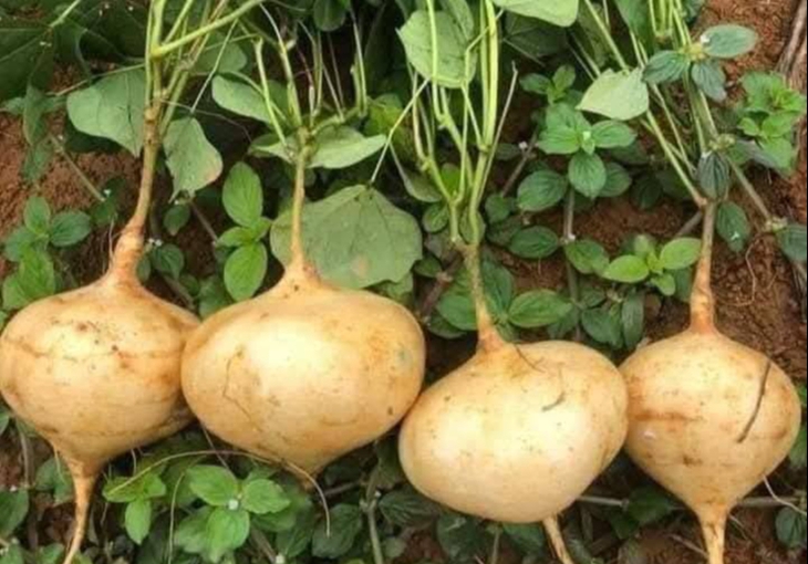 Củ đậu rất tốt nhưng có bộ phận là 'thuốc độc': Bạn đã biết chưa?- Ảnh 1.