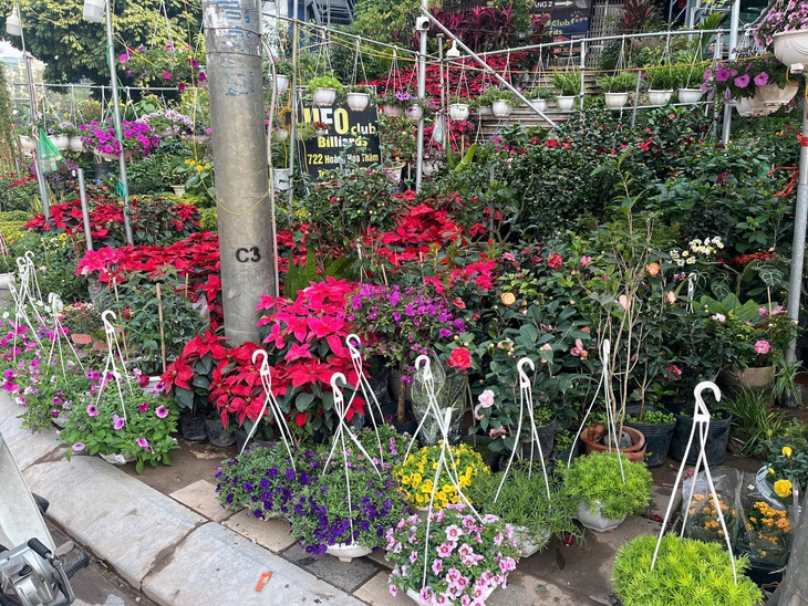 Hoa Tết xuống phố sớm, quất cảnh đã 'lên kệ'- Ảnh 2. Hoa Tết xuống phố sớm, quất cảnh đã 'lên kệ'- Ảnh 2.
