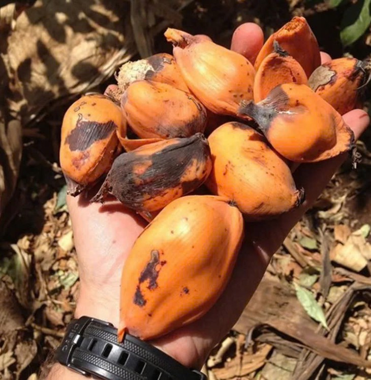 'Cây chống đói' có thể nuôi sống hàng triệu người nhưng chỉ được trồng ở 1 nơi- Ảnh 2.