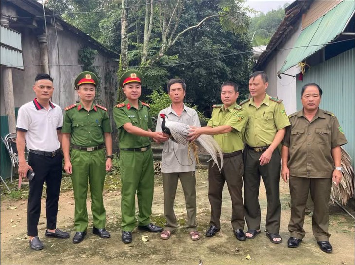 Phát hiện gà lôi trắng quý hiếm khi đi làm rẫy- Ảnh 1.