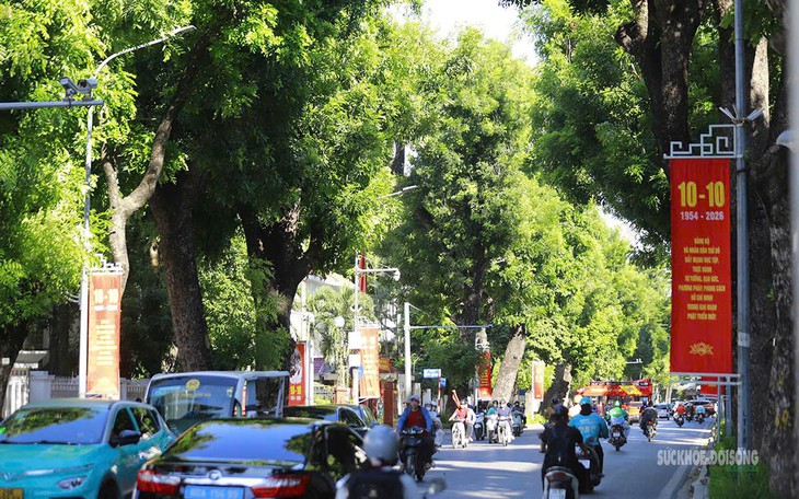 Hà Nội dịch chuyển bớt cây hoa sữa để bảo vệ sức khoẻ người dân - Ảnh 1.